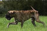 DOGUE ALLEMAND 260